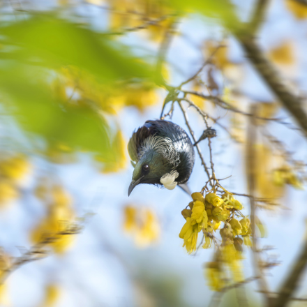 A native tui bird sits in a blooming yellow kōwhai tree in the Marlborough Sounds, New Zealand